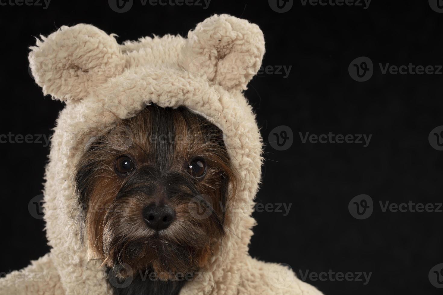 bozal Yorkshire terrier en hermosa ropa. glamour de moda perro en un piel Saco y sombrero. foto