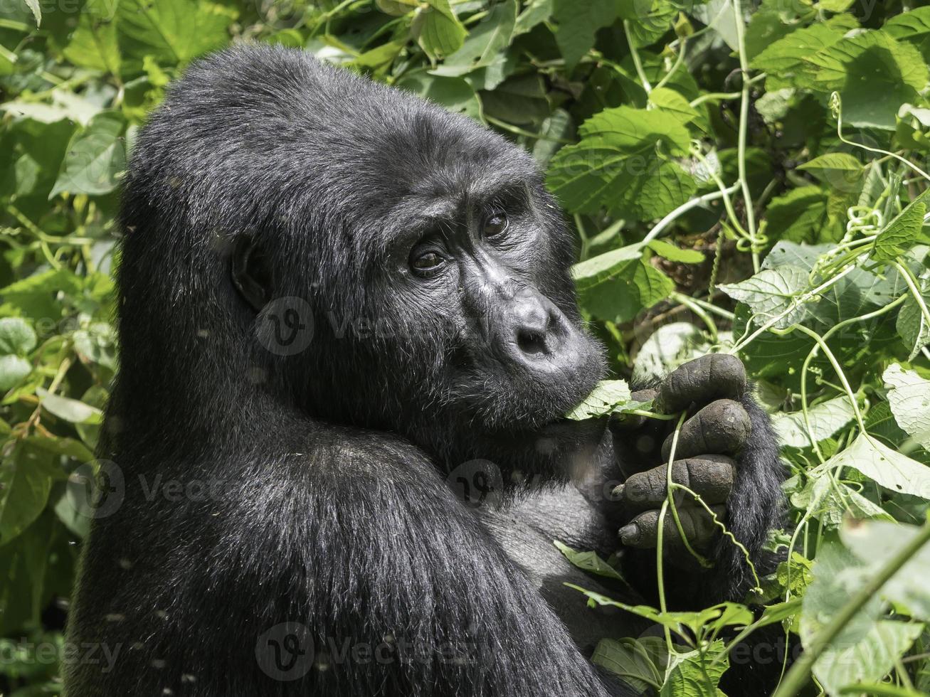 A Silverback mountain Gorilla eats vegetation in the jungle of Uganda. photo