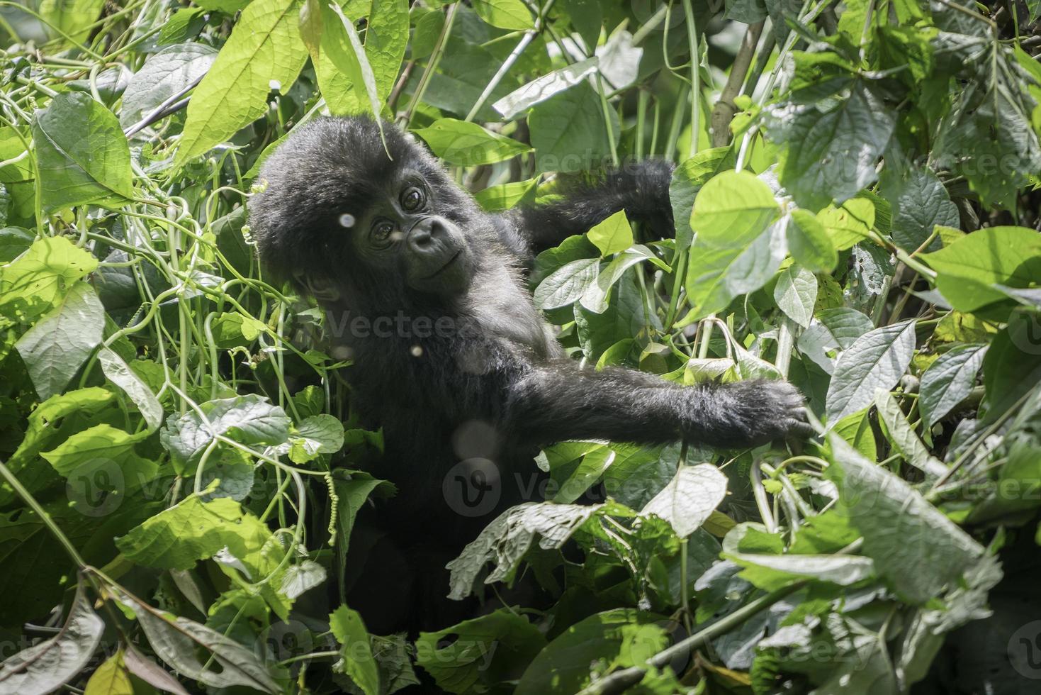 A baby Mountain Gorilla plays in a tree in Uganda. photo