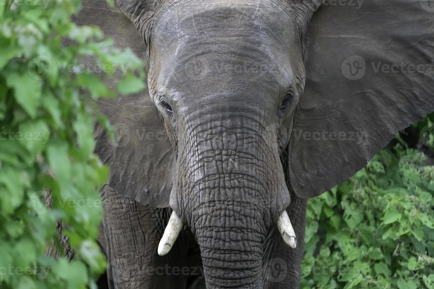 An African Elephant peers through foliage in Botswana. photo