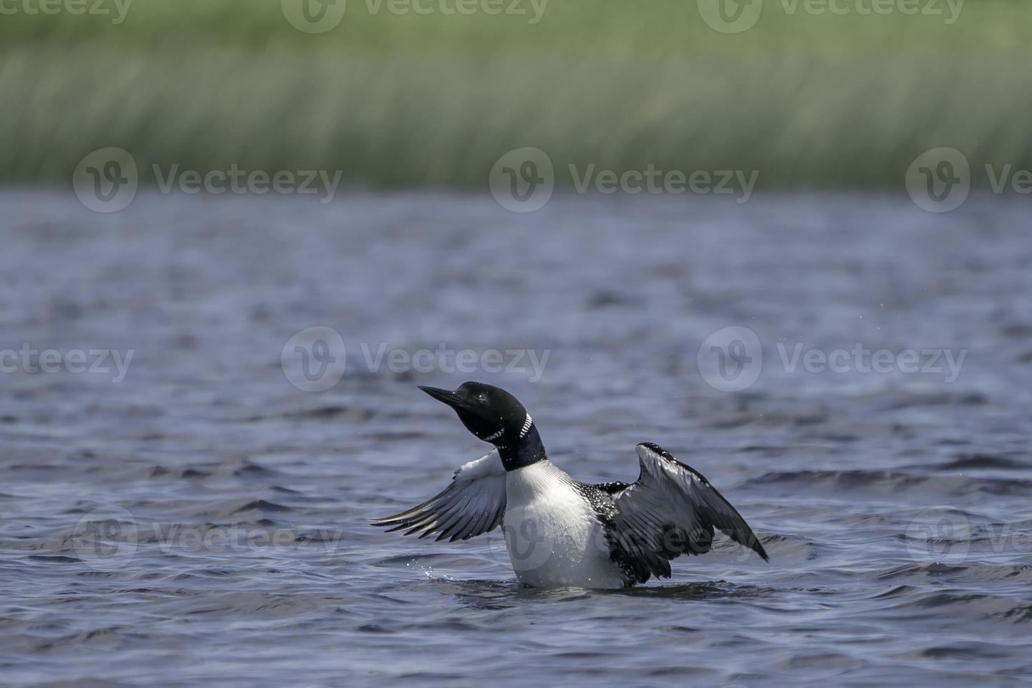 A Loon flaps its wings on Georgian Bay. photo