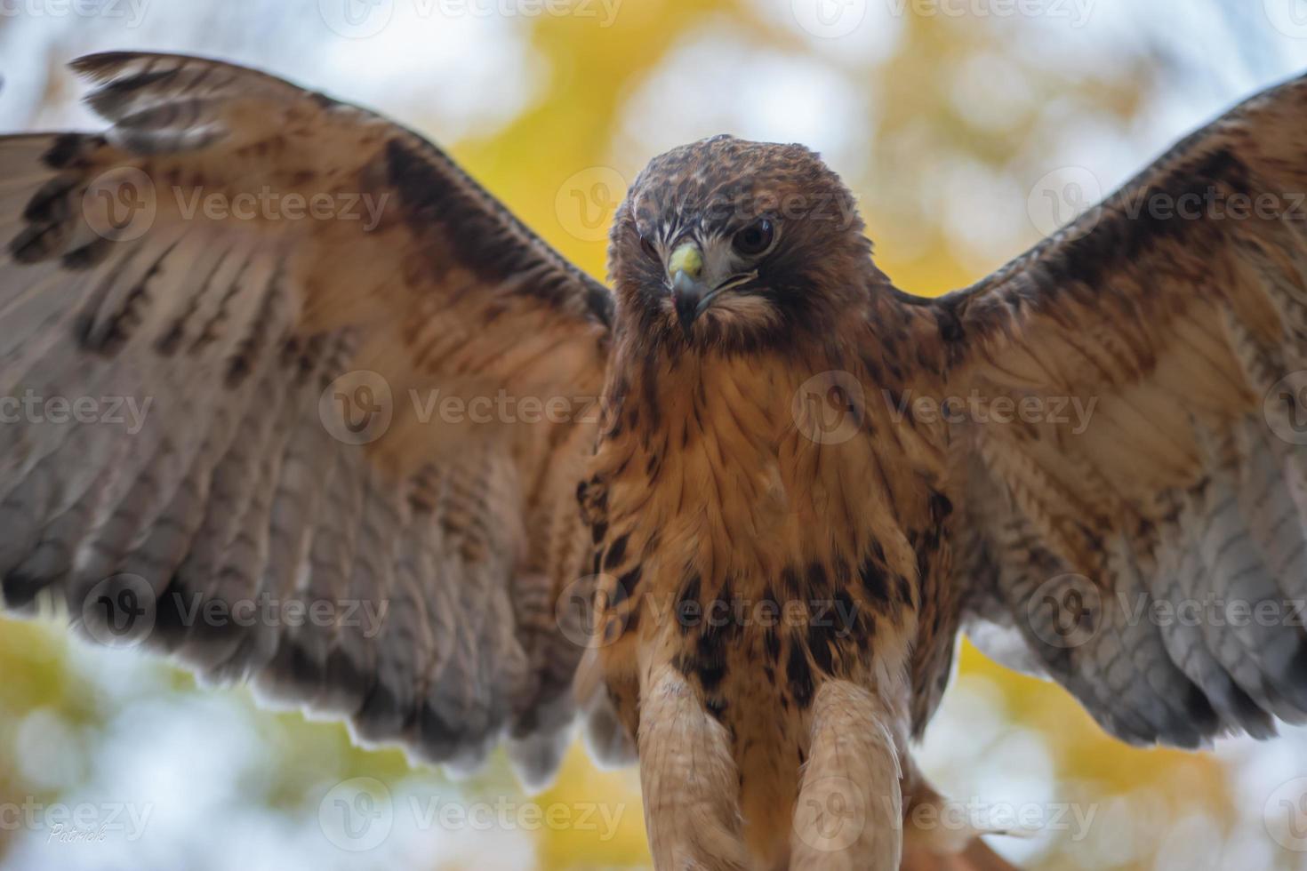 A Red-tailed Hawk in Ontario photo