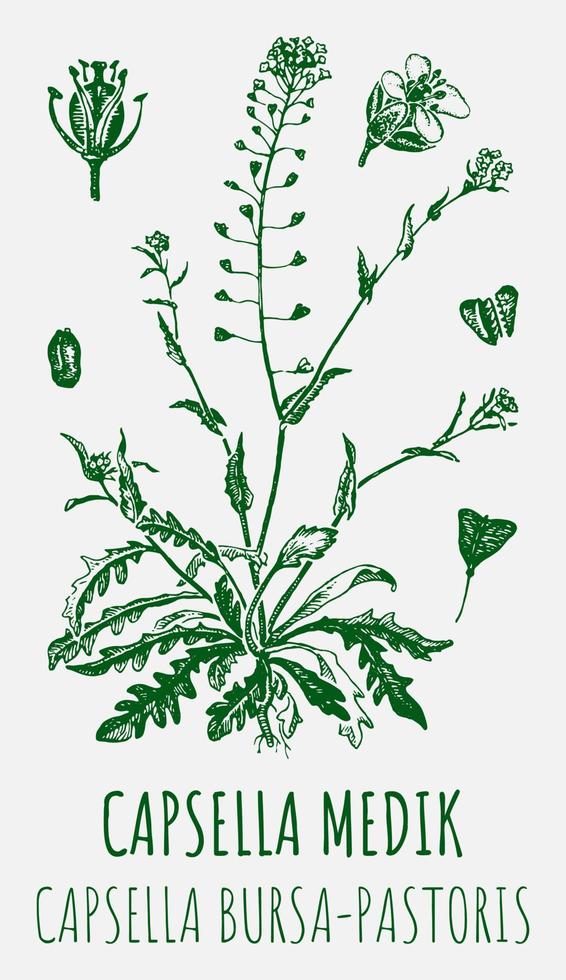 Vector drawings of CAPSELLA BURSA-PASTORIS. Hand drawn illustration. Latin name Capsella MEDIK.