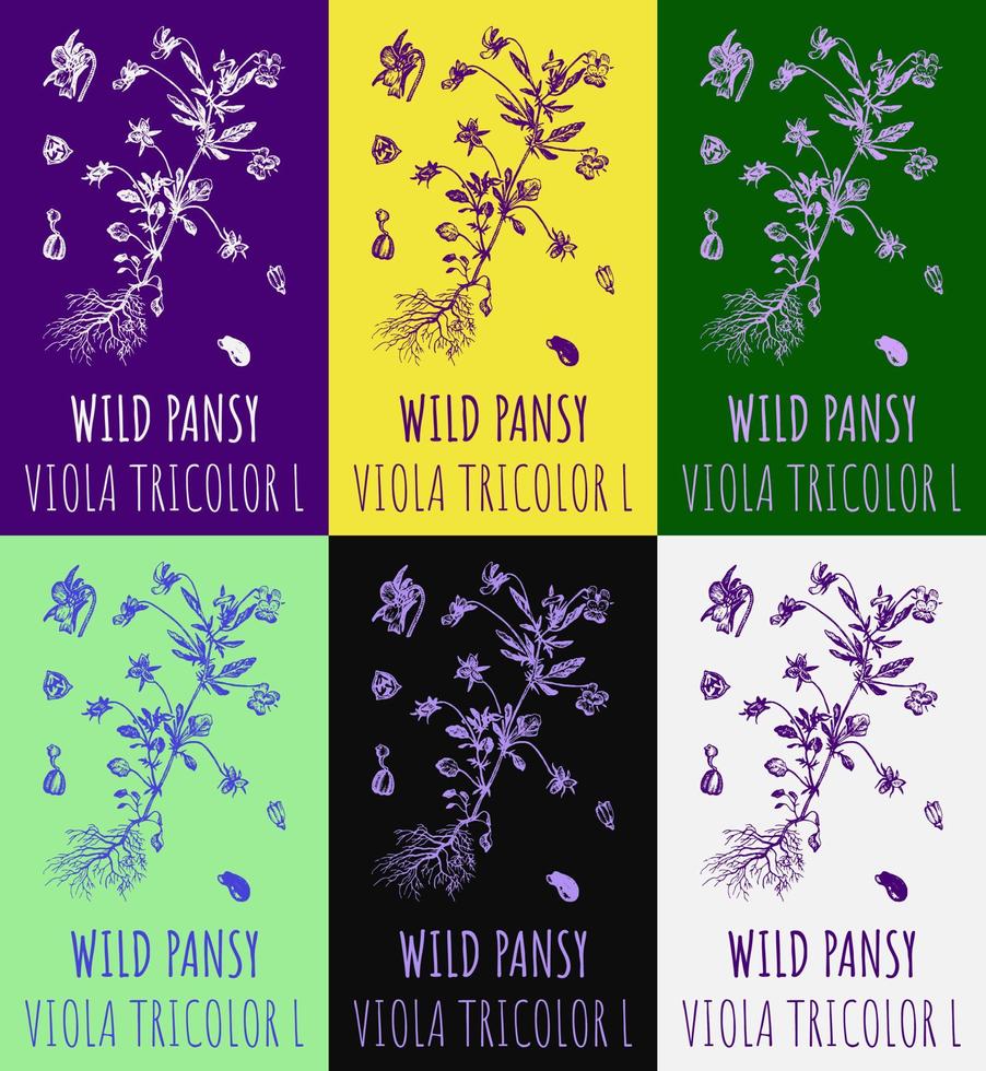 Set of vector drawings Wild Pansy in different colors. Hand drawn illustration. Latin name VIOLA TRICOLOR L.