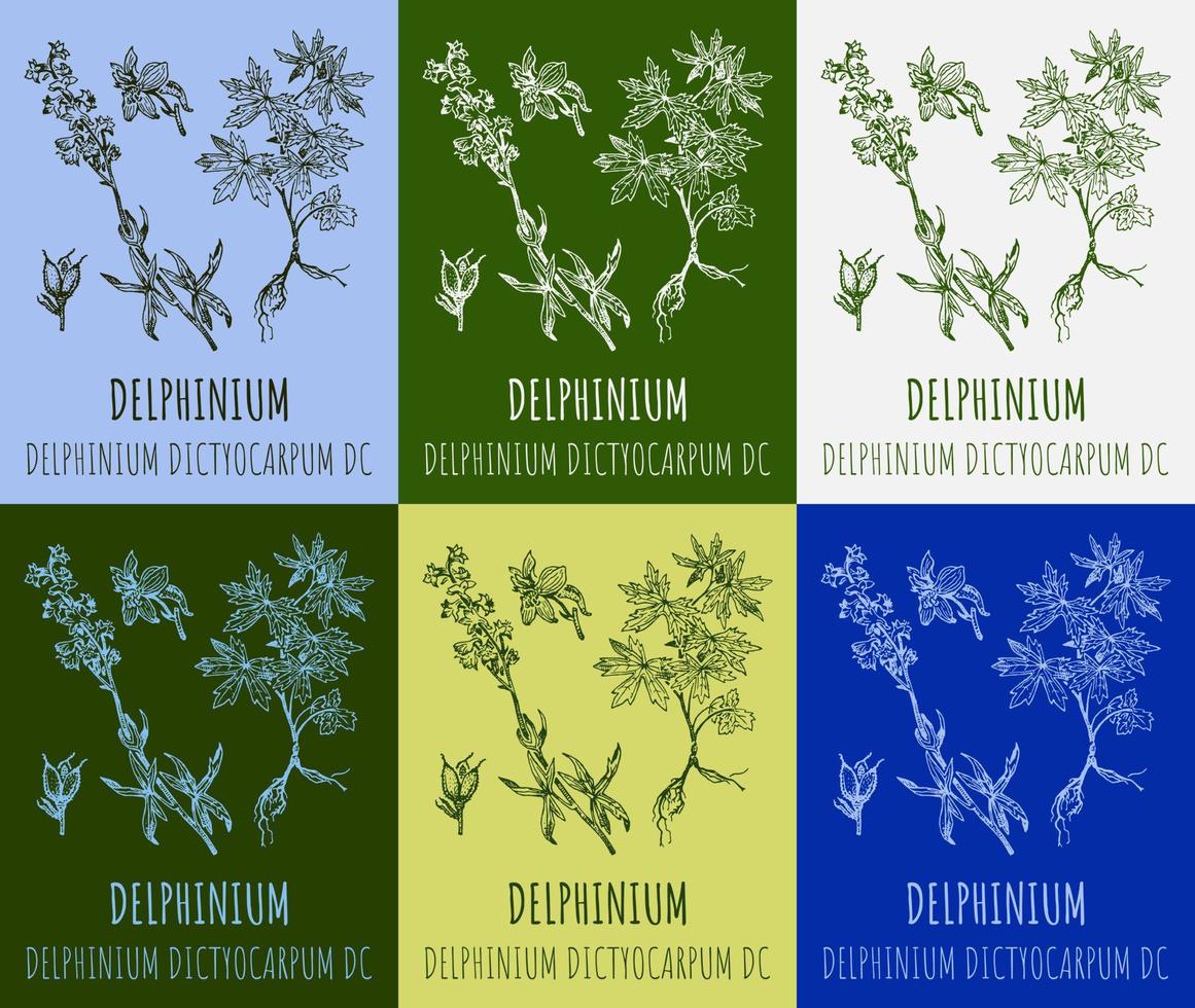 Set of vector drawings Delphinium in different colors. Hand drawn illustration. Latin name Delphinium dictyocarpum.