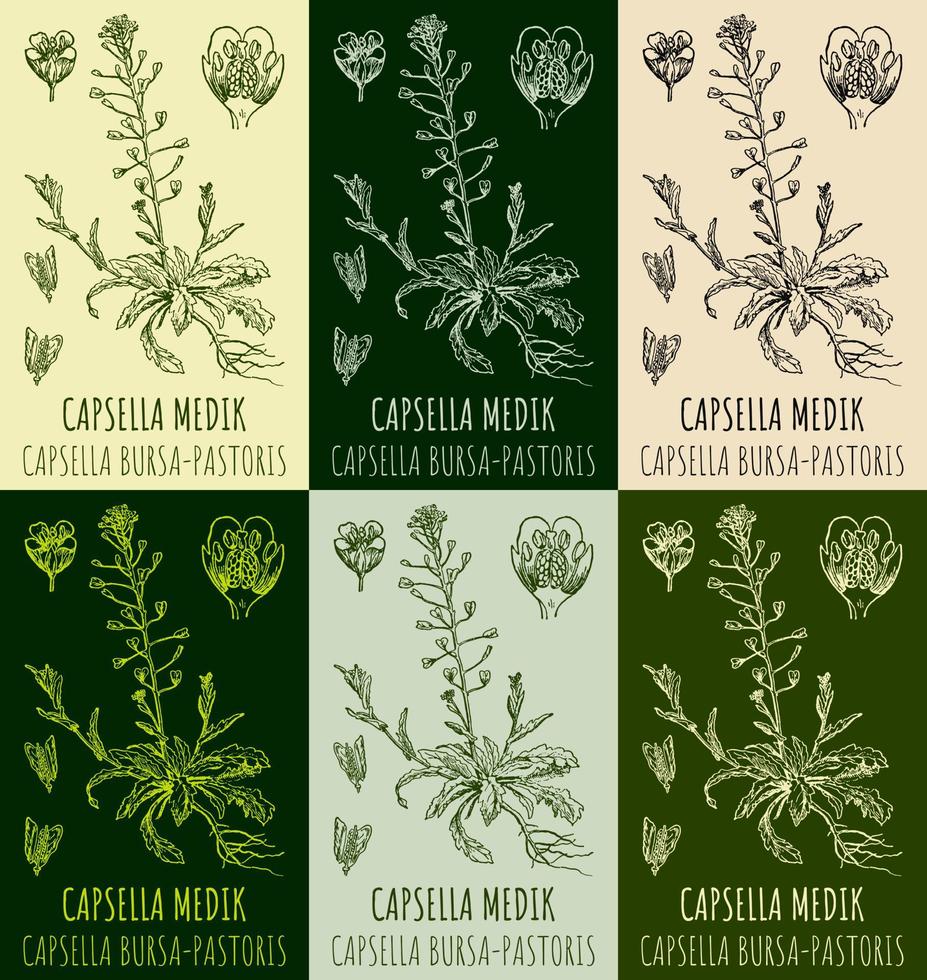 Set of vector drawings CAPSELLA BURSA-PASTORIS in different colors. Hand drawn illustration. Latin name Capsella MEDIK.