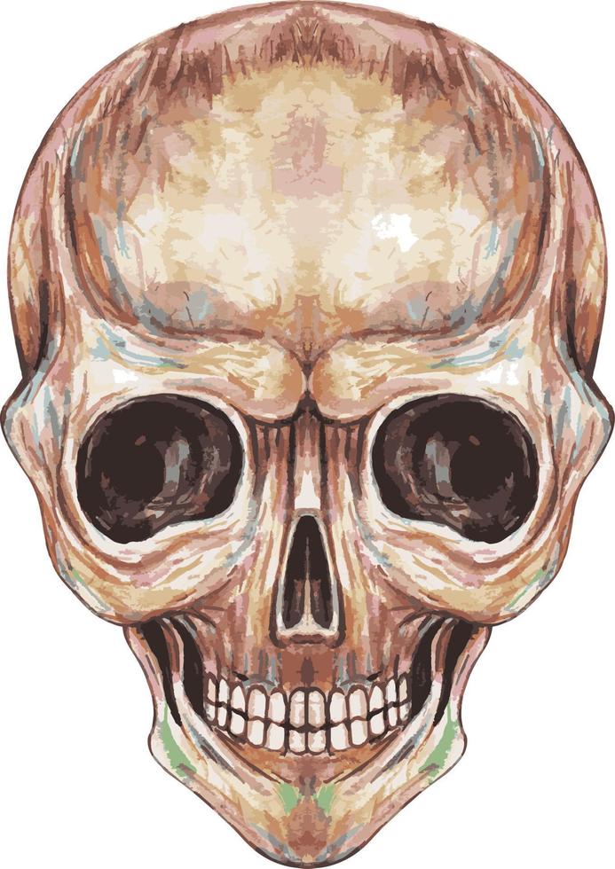 Art smile skull. Hand painting and make graphic vector. vector
