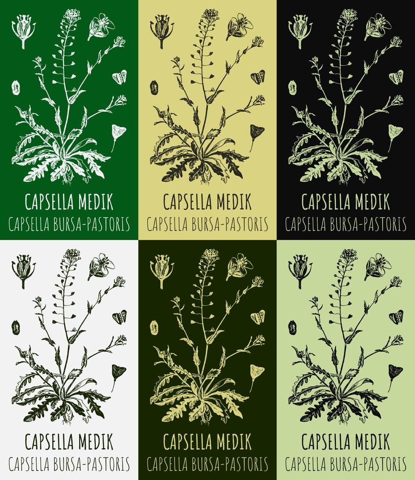 Set of vector drawings CAPSELLA BURSA-PASTORIS in different colors. Hand drawn illustration. Latin name Capsella MEDIK.