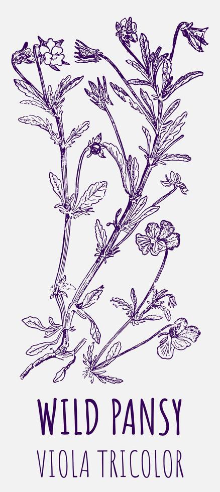 Vector drawings of Wild Pansy. Hand drawn illustration. Latin name VIOLA TRICOLOR L.