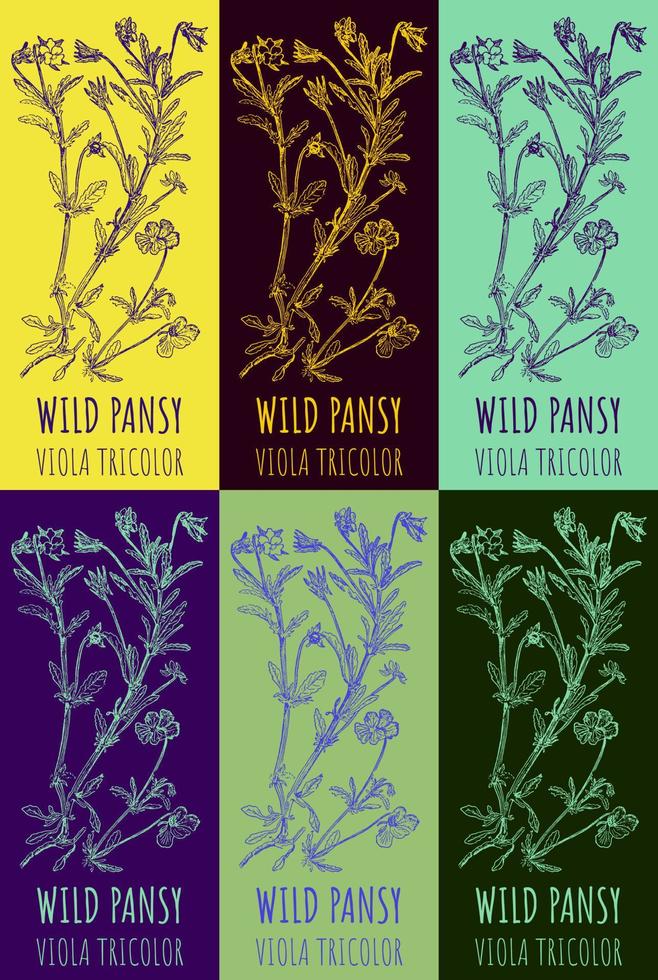 Set of vector drawings Wild Pansy in different colors. Hand drawn illustration. Latin name VIOLA TRICOLOR L.