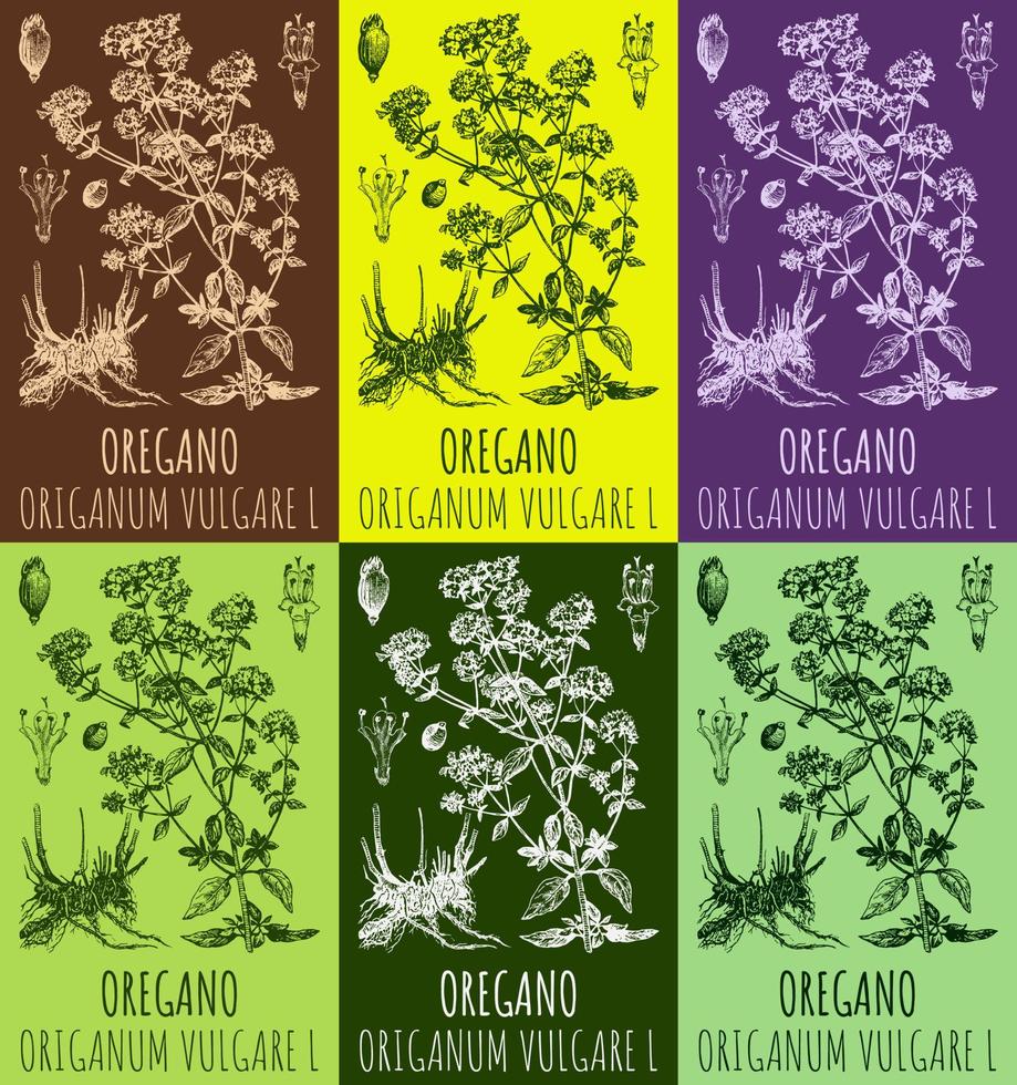 Set of vector drawings OREGANO in different colors. Hand drawn illustration. Latin name ORIGANUM VULGARE L.