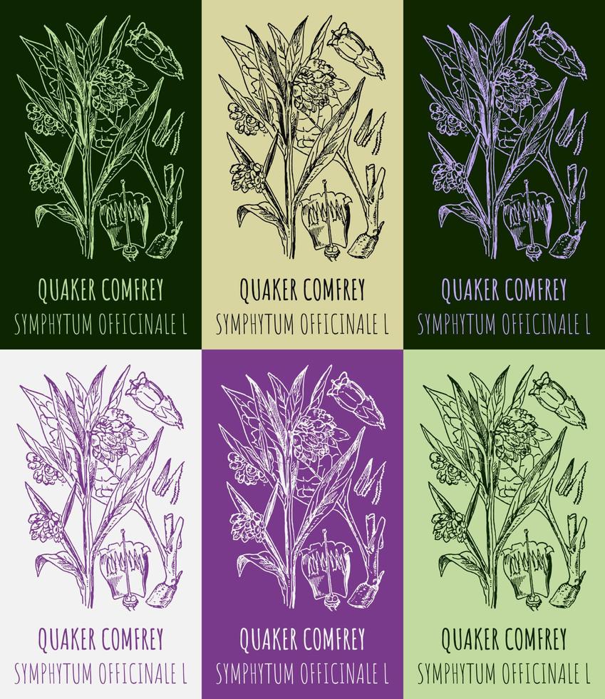 Set of vector drawings QUAKER COMFREY in different colors. Hand drawn illustration. Latin name SYMPHYTUM OFFICINALE L.