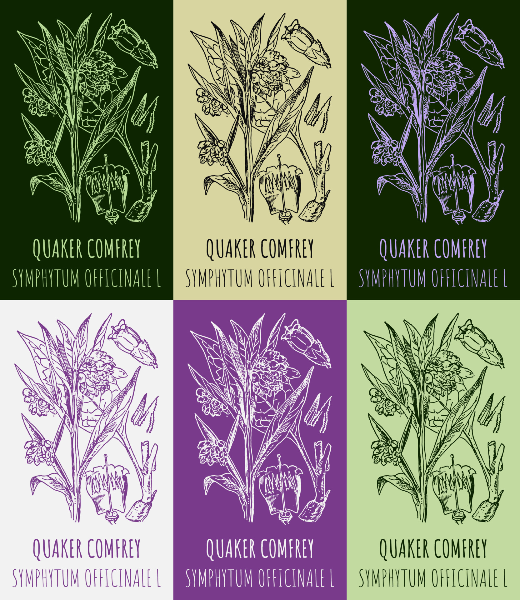Set of vector drawings QUAKER COMFREY in different colors. Hand drawn