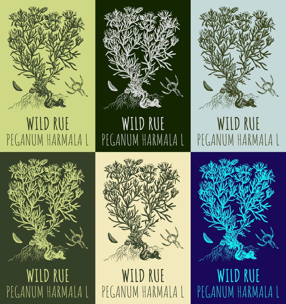 Set of vector drawings WILD RUE in different colors. Hand drawn illustration. Latin name PEGANUM HARMALA L.