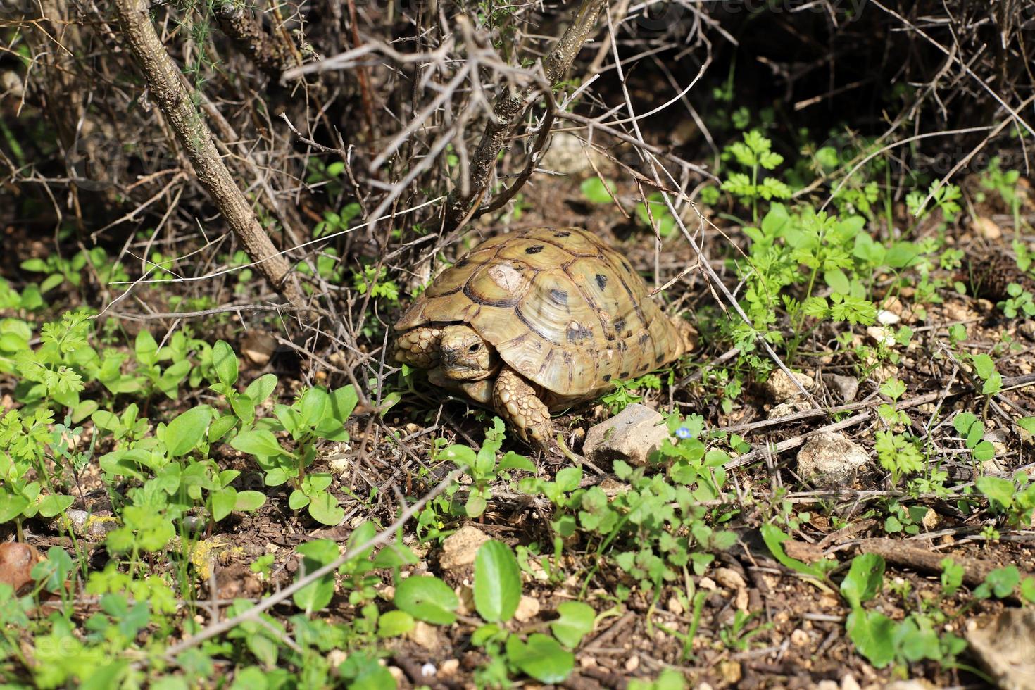 A small turtle lives in a zoo in Israel. photo