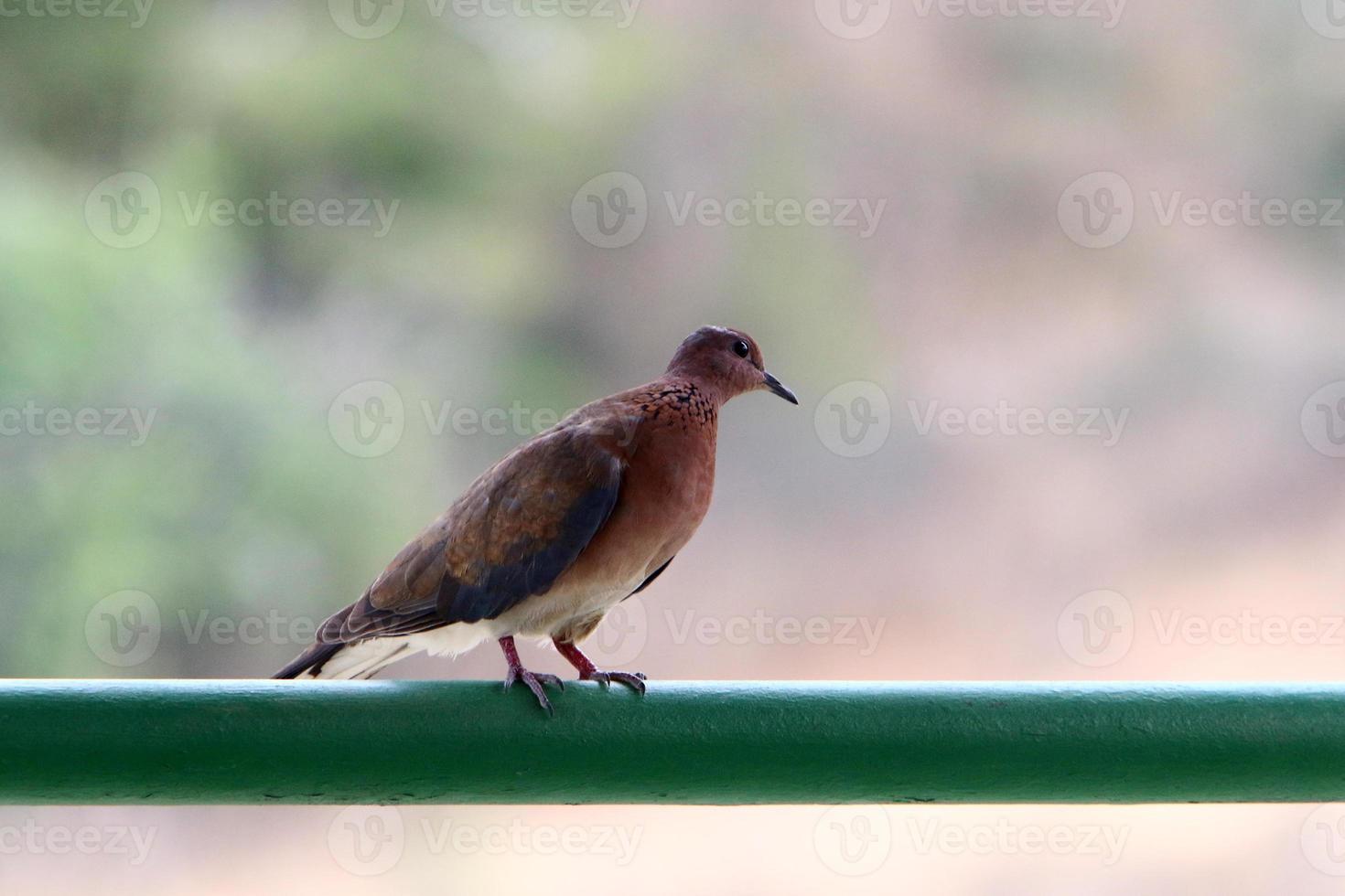 Birds in a children's city park on the seashore in Israel. photo