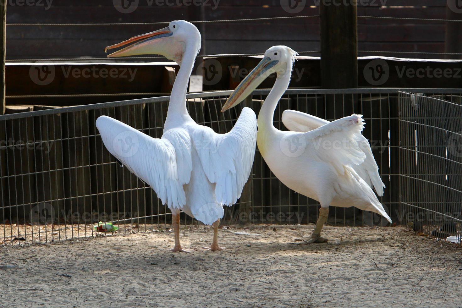 aves en un para niños ciudad parque en el costa en Israel. foto