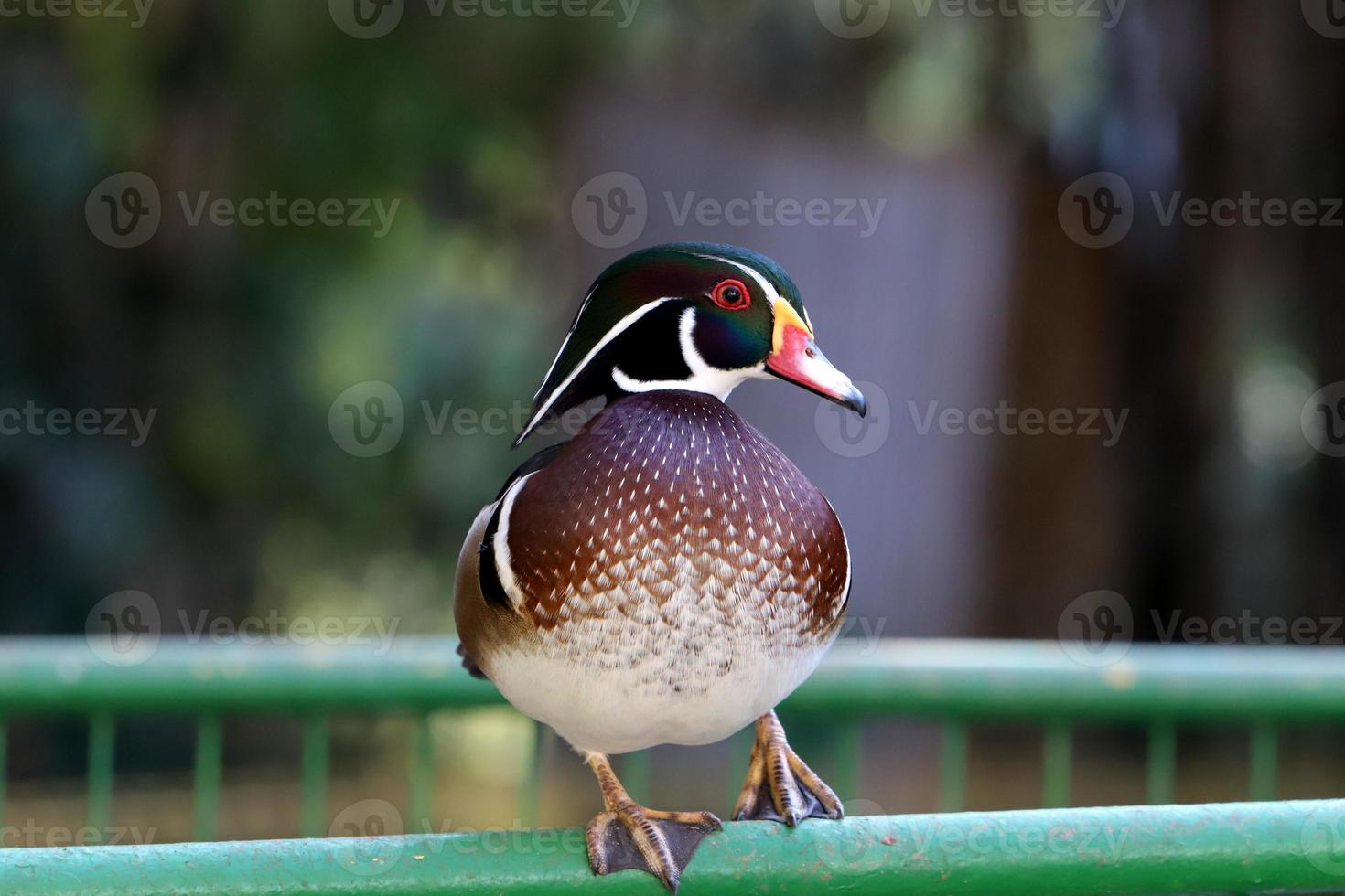 Birds in a children's city park on the seashore in Israel. photo