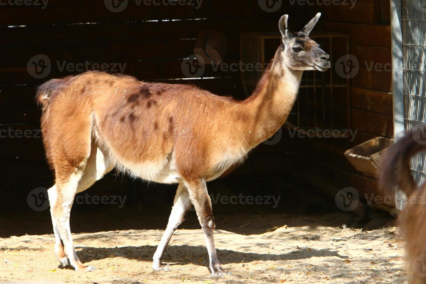 The South American mammal llama lives in a zoo in Israel. 20498666
