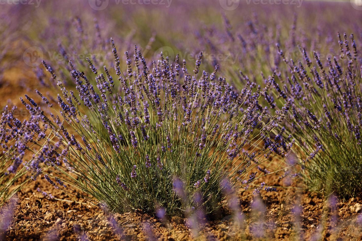 campo de lavanda, provence, meseta valensole. hermosa imagen de campo de lavanda. campo de flores de lavanda, imagen de fondo natural. muy linda vista de los campos de lavanda. foto