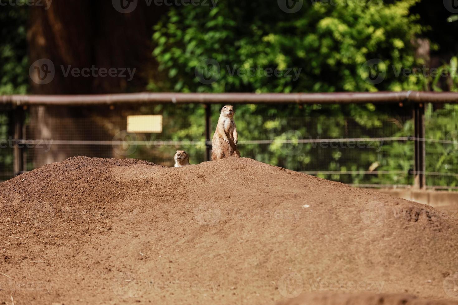 dos marmotas naturales sentadas, meerkats miran fuera de la madriguera. curioso suslik europeo posando para el fotógrafo. pequeños sousliks observando. foto