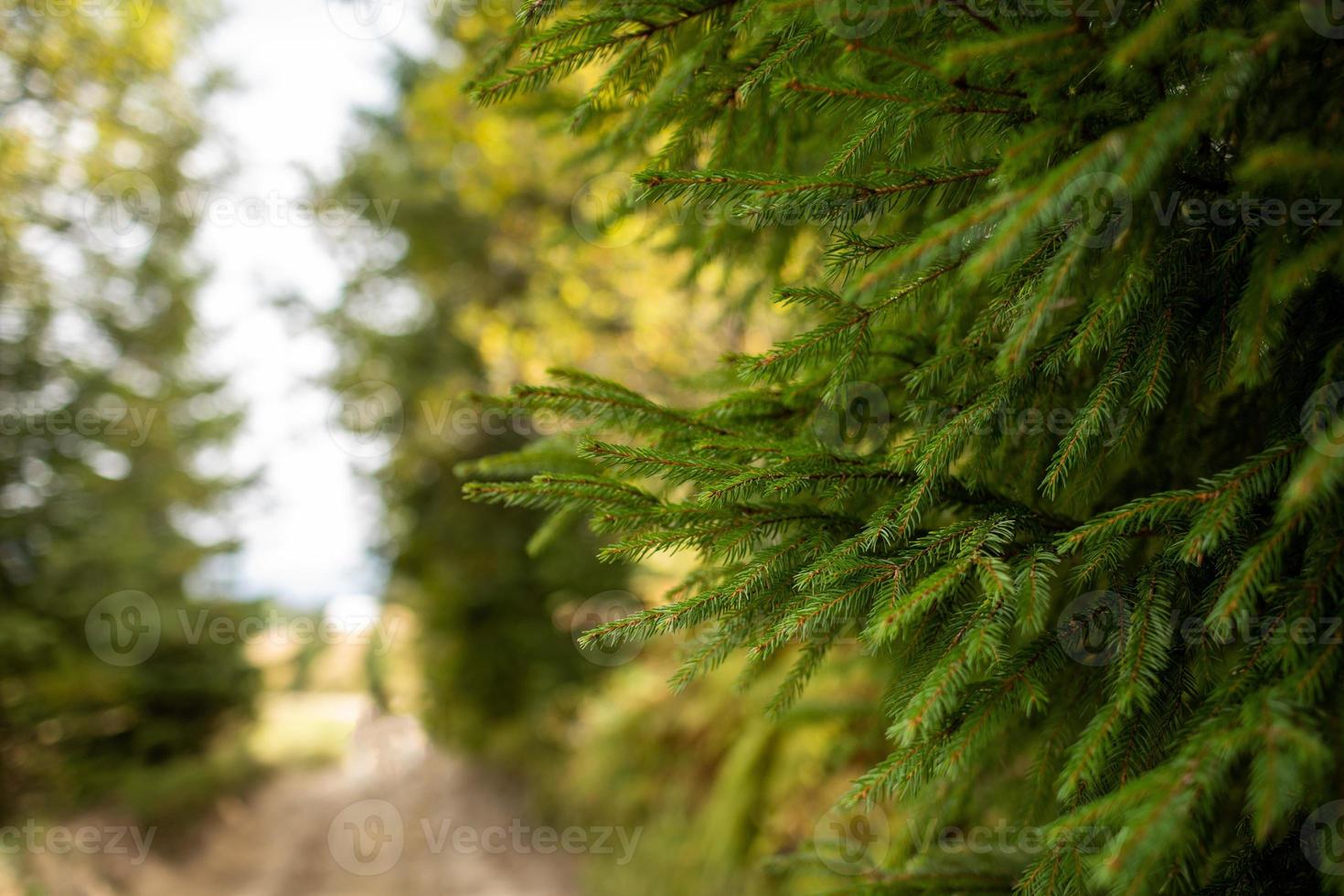 verde espinoso ramas de un árbol de pieles o pino. mullido abeto árbol rama cerca arriba. antecedentes difuminar foto