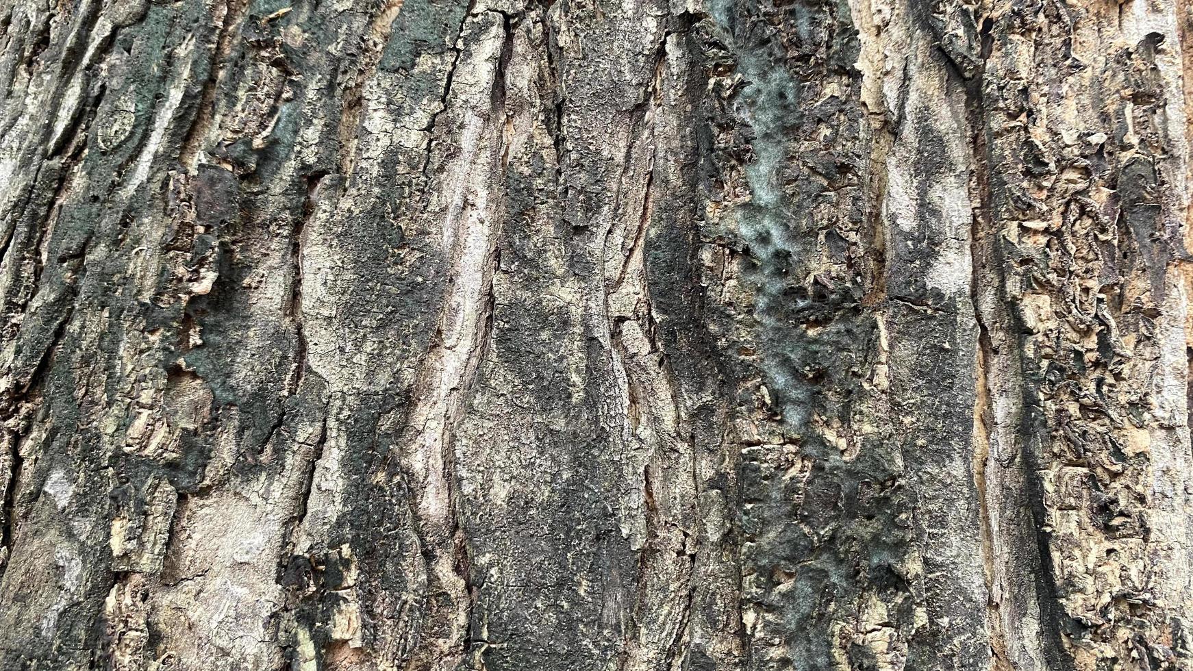 Old wood texture crack, gray-white tone. Use this for wallpaper or background photo