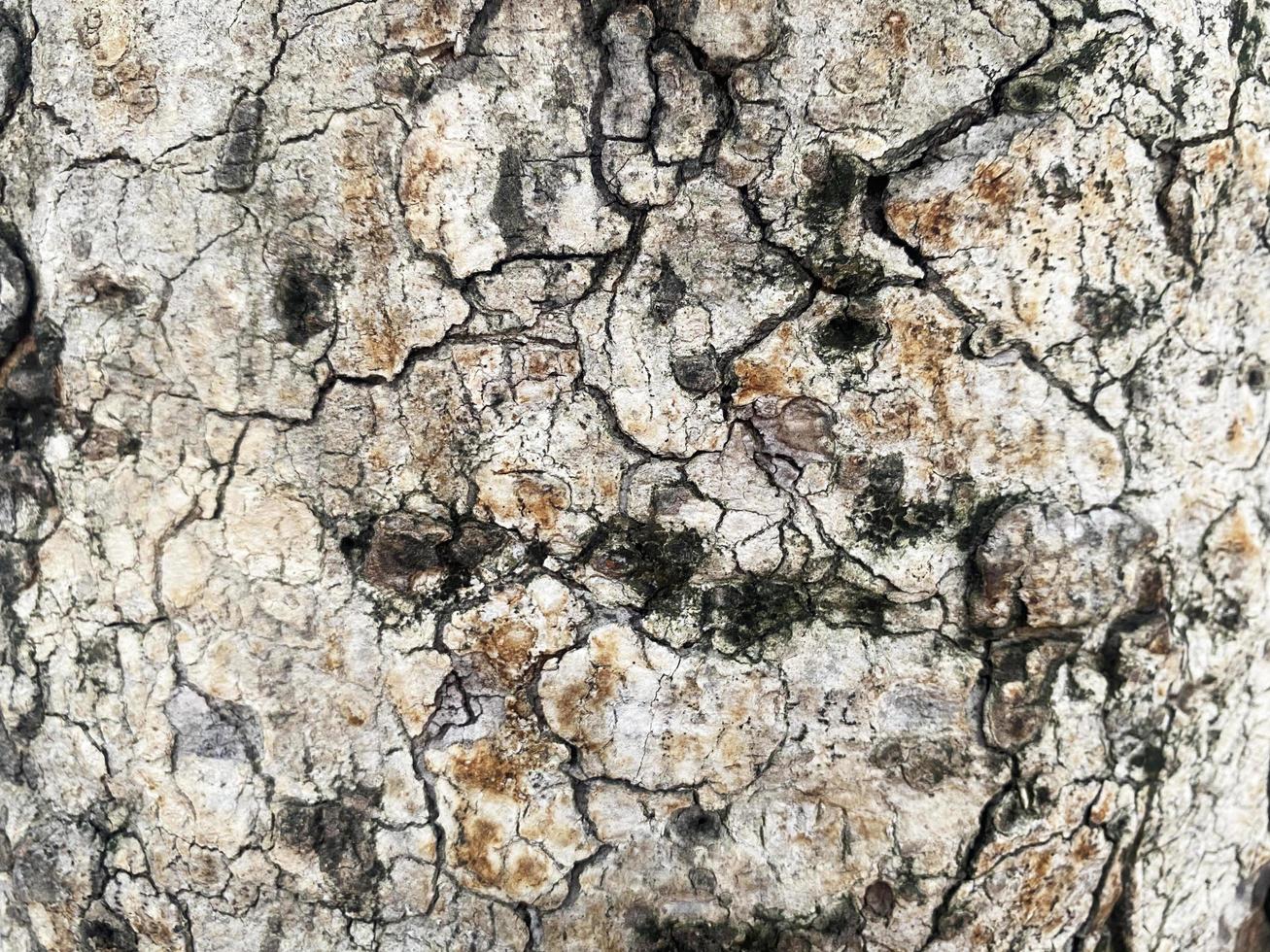 Old wood texture crack, gray-white tone. Use this for wallpaper or background photo