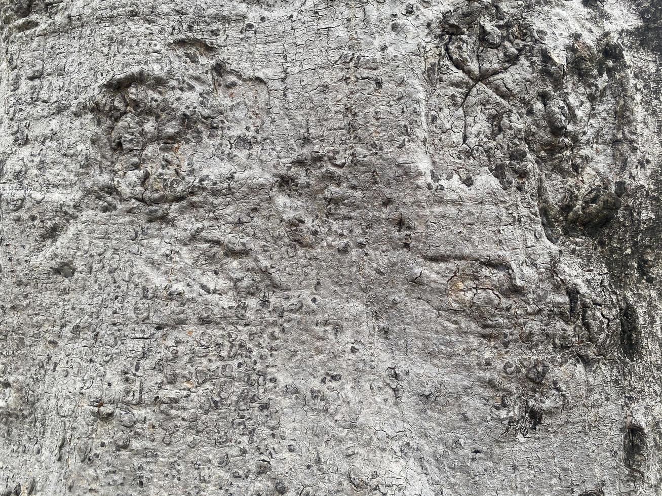 antiguo madera textura grieta, gris blanco tono. utilizar esta para fondo de pantalla o antecedentes foto