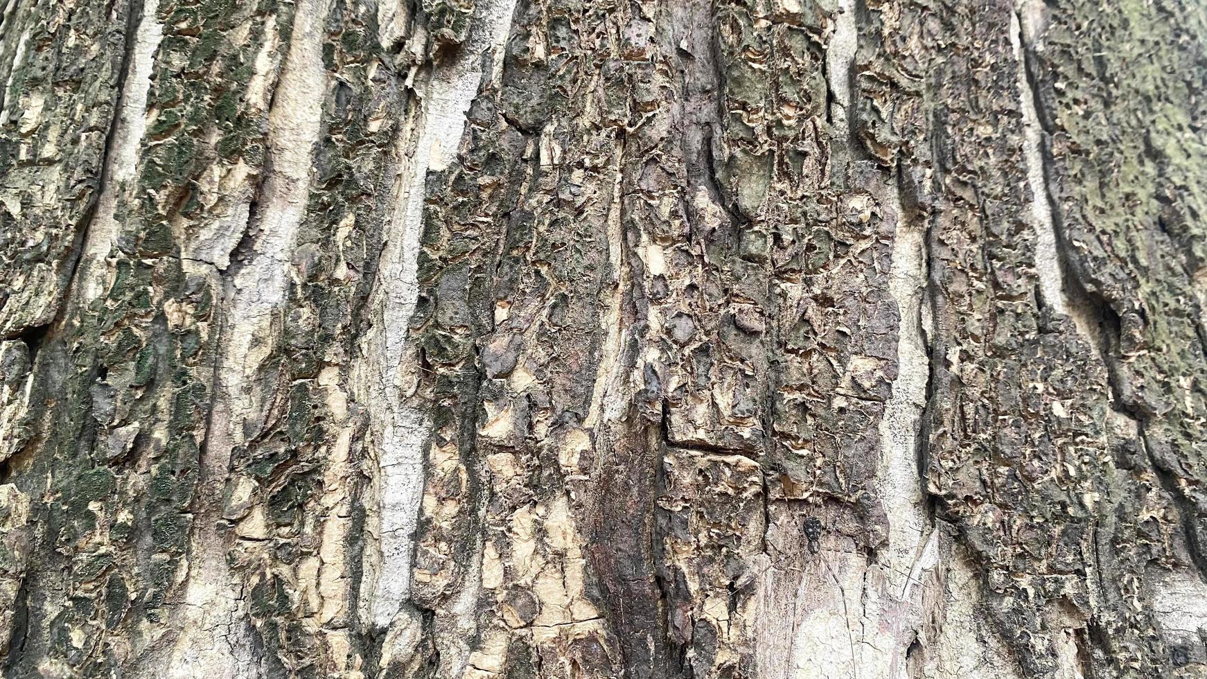 Old wood texture crack, gray-white tone. Use this for wallpaper or background photo