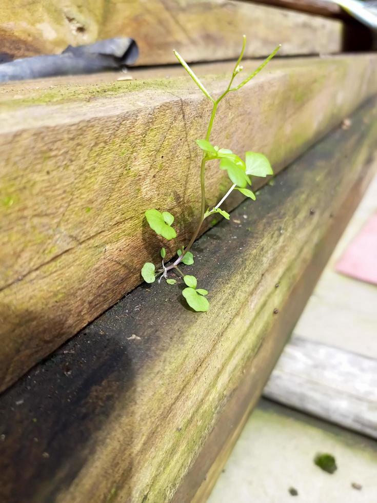 a wild plant growing on a log photo