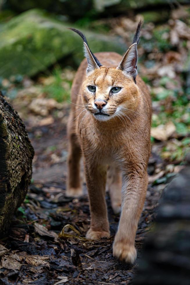 Portrait of Caracal photo
