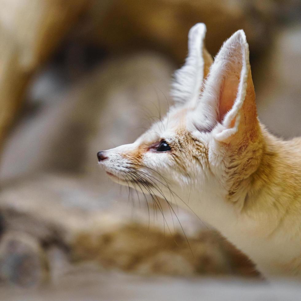 Fennec in zoo photo