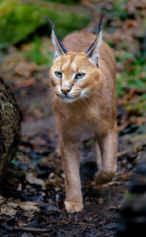 retrato de caracal foto