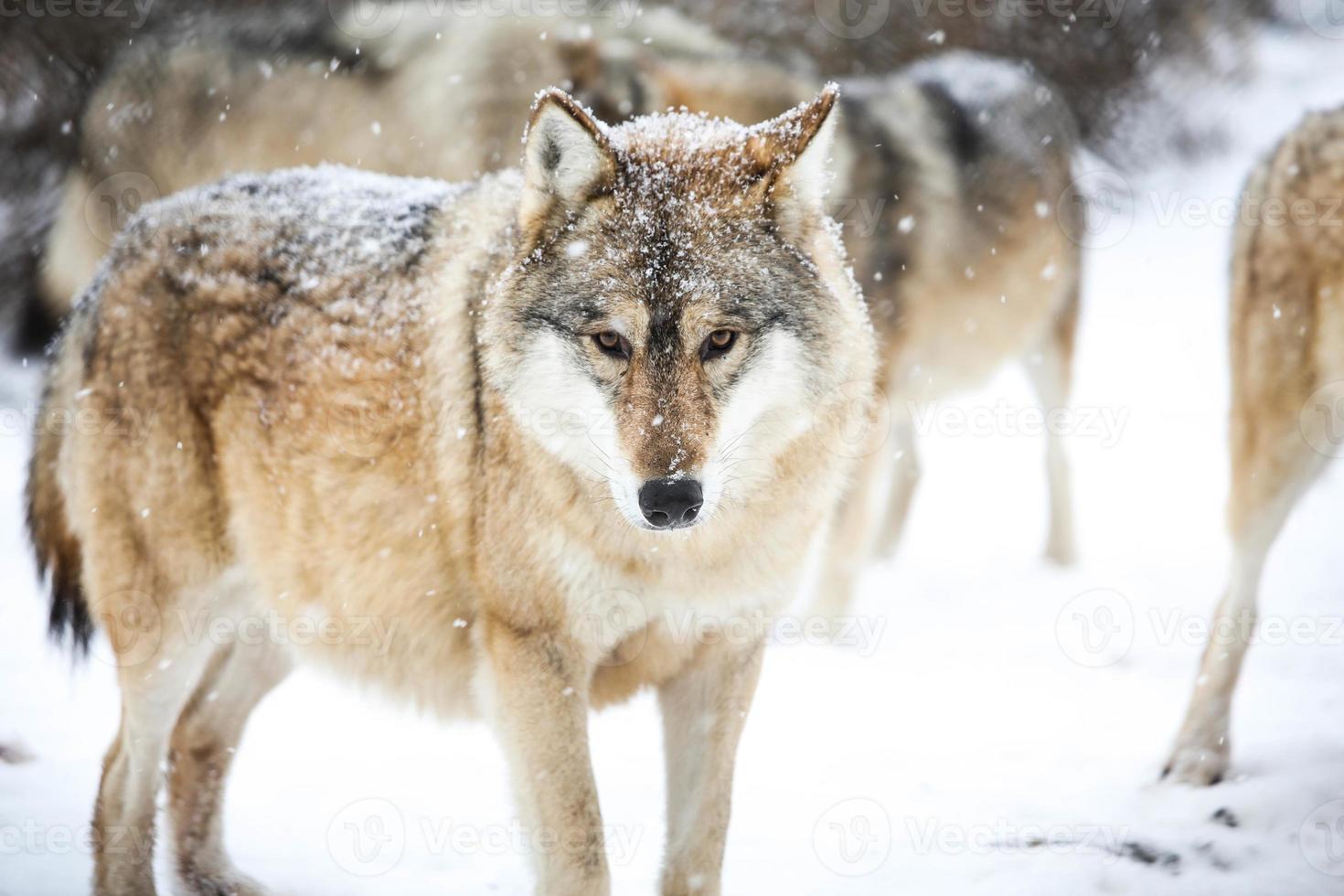 Gray wolf in the snow photo