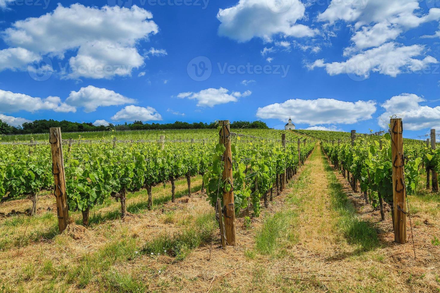 tarcal, terezia viñedo, cerca tokaj foto