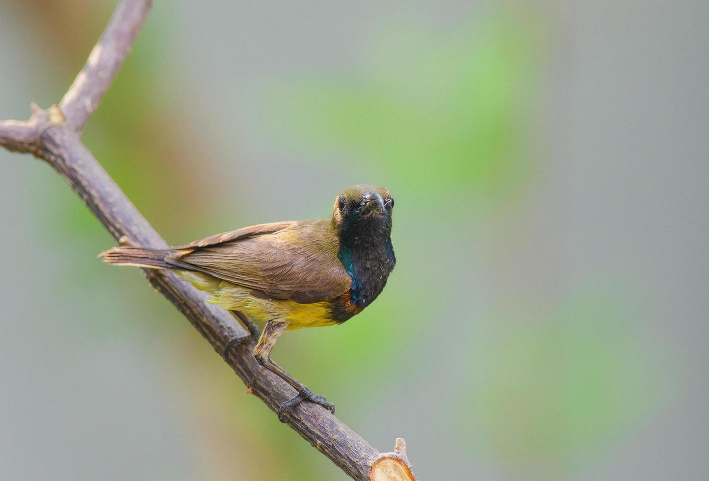 Olive-backed sunbird or Nectarinia jugularis photo