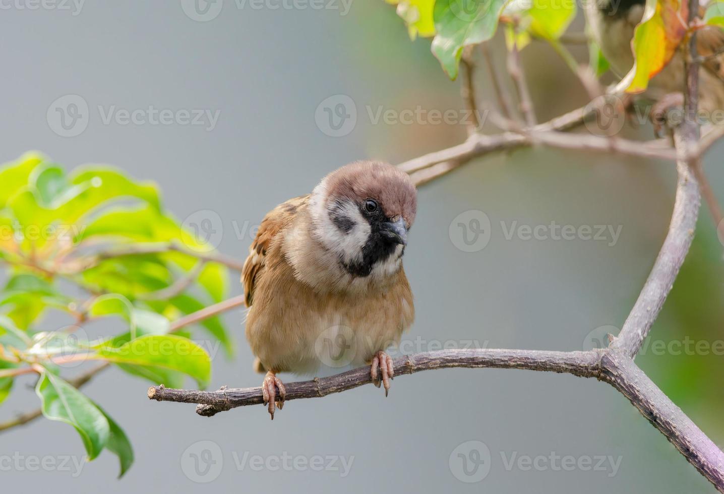 The Eurasian tree sparrow photo