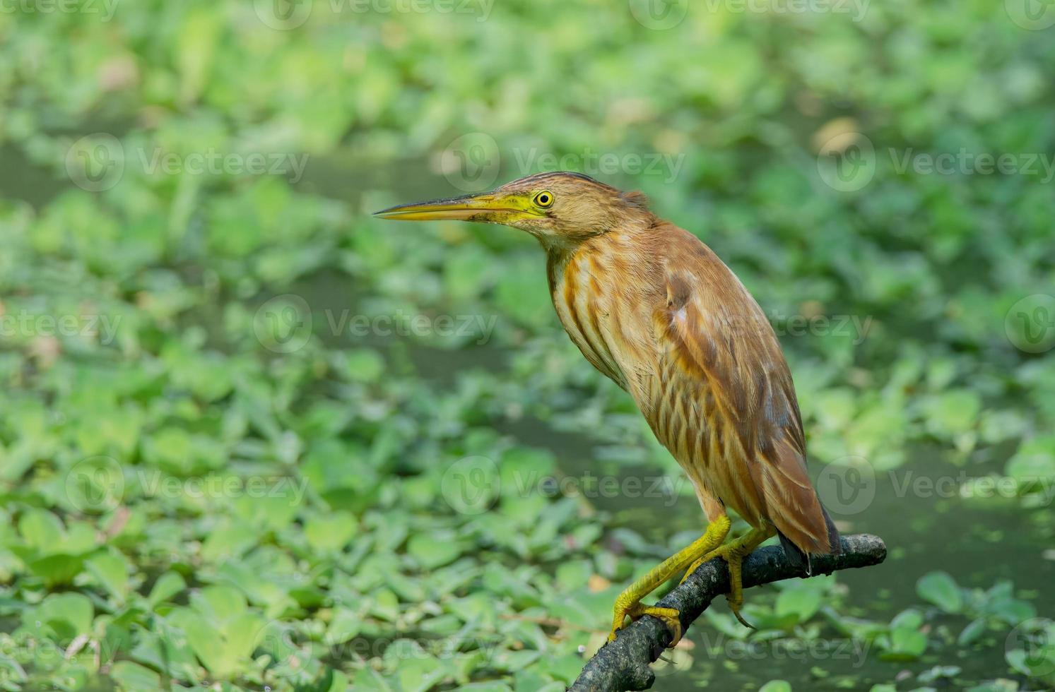 Brown Bird or Ixobrychus sinensis on branches to eat the fish and reflections in water photo