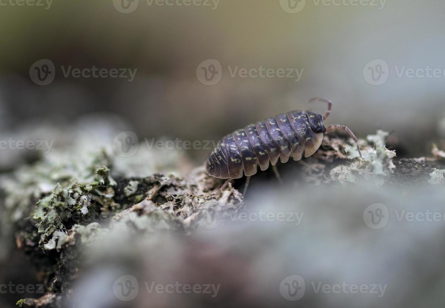 Selective focus shot of a woodlice. Macro photo. photo