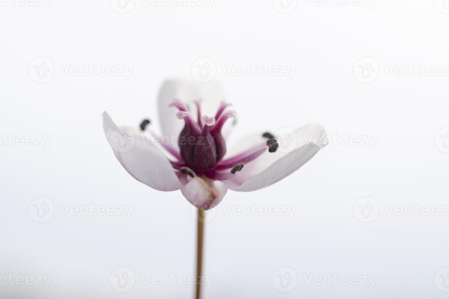 Butomus umbellatu, bloom in the spring season. photo