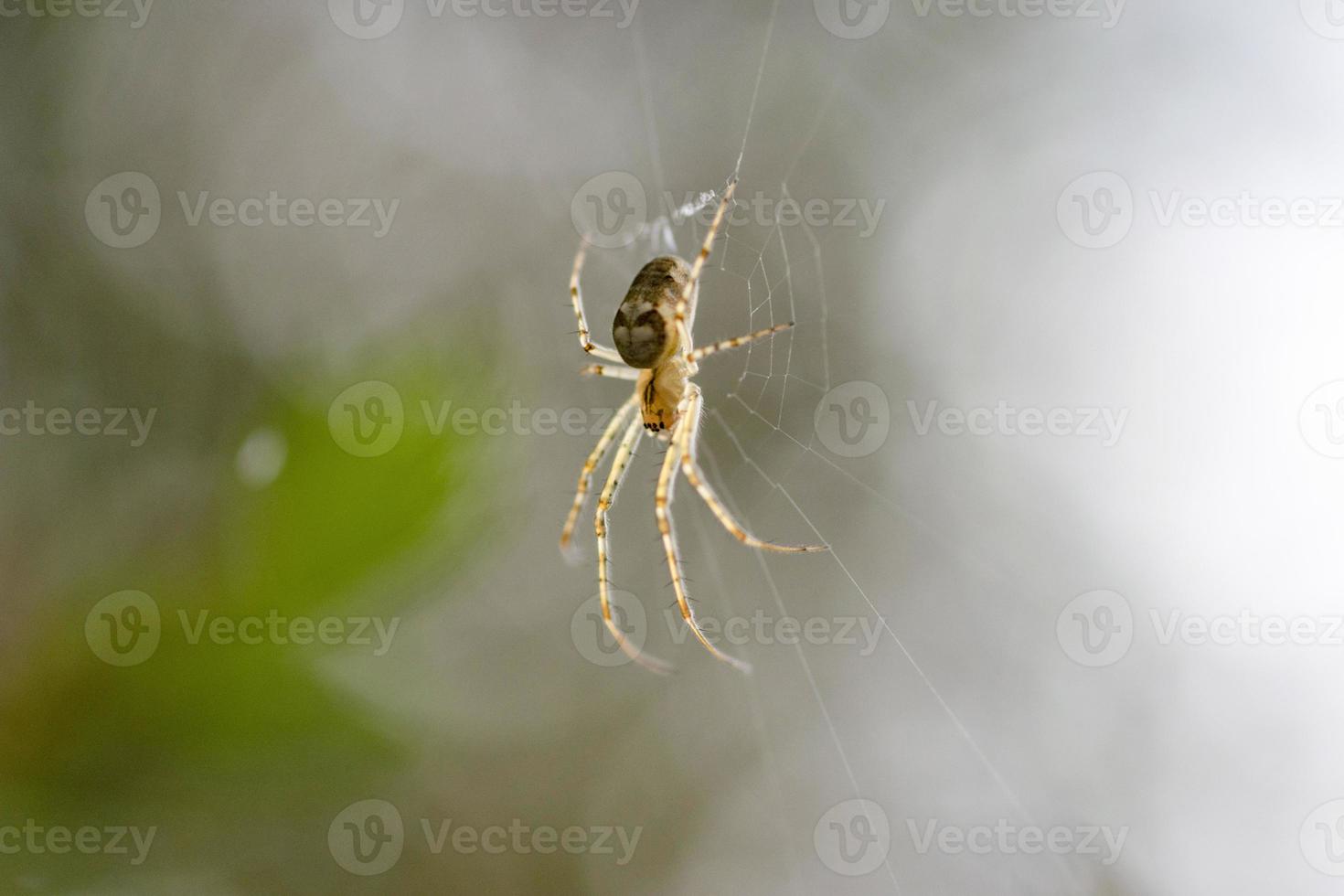 Spider on a web on a blurred background. photo
