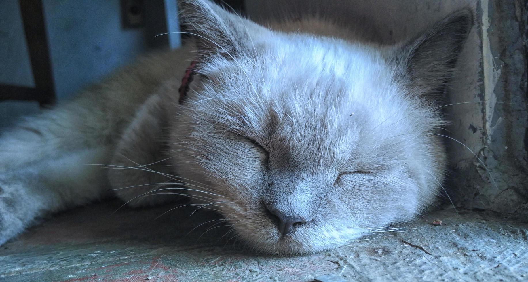 soñoliento blanco gato con gris orejas foto