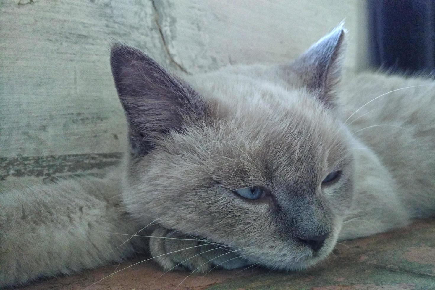 Sleepy white cat with grey ears photo