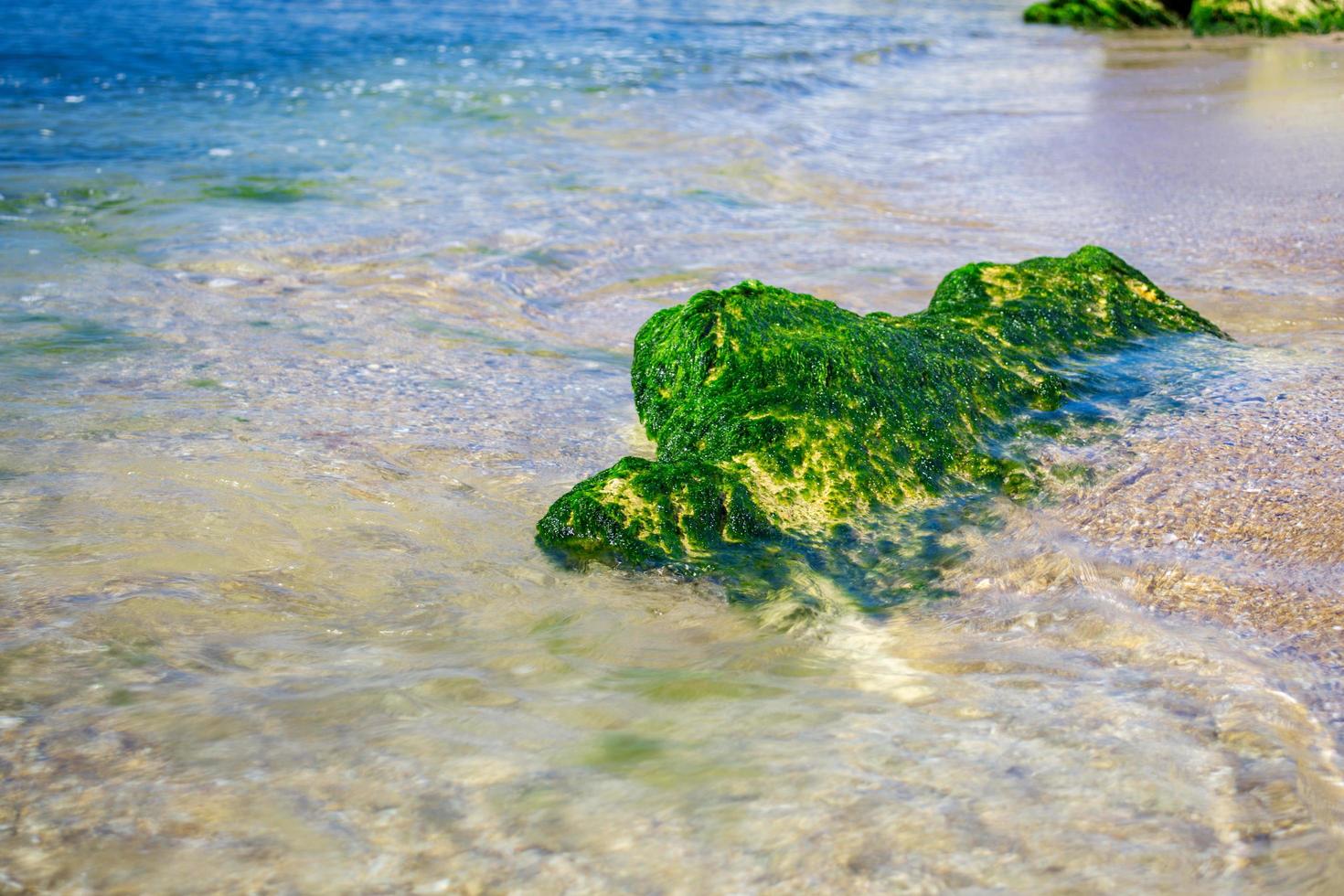 verde algas en un rock en el medio de el mar. piedra, rocas, algas y mar, apuntalar y piedras hermosa paisajes, playa, natural luz, natural obra maestra, rocas a un playa. foto