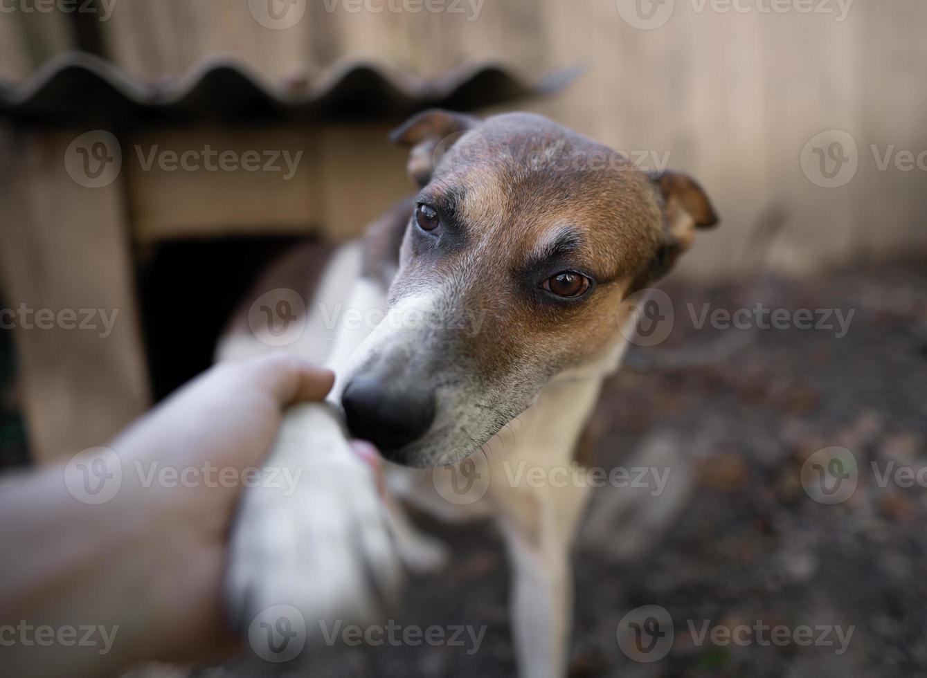 A lonely and sad guard dog on a chain near a dog house outdoors. photo