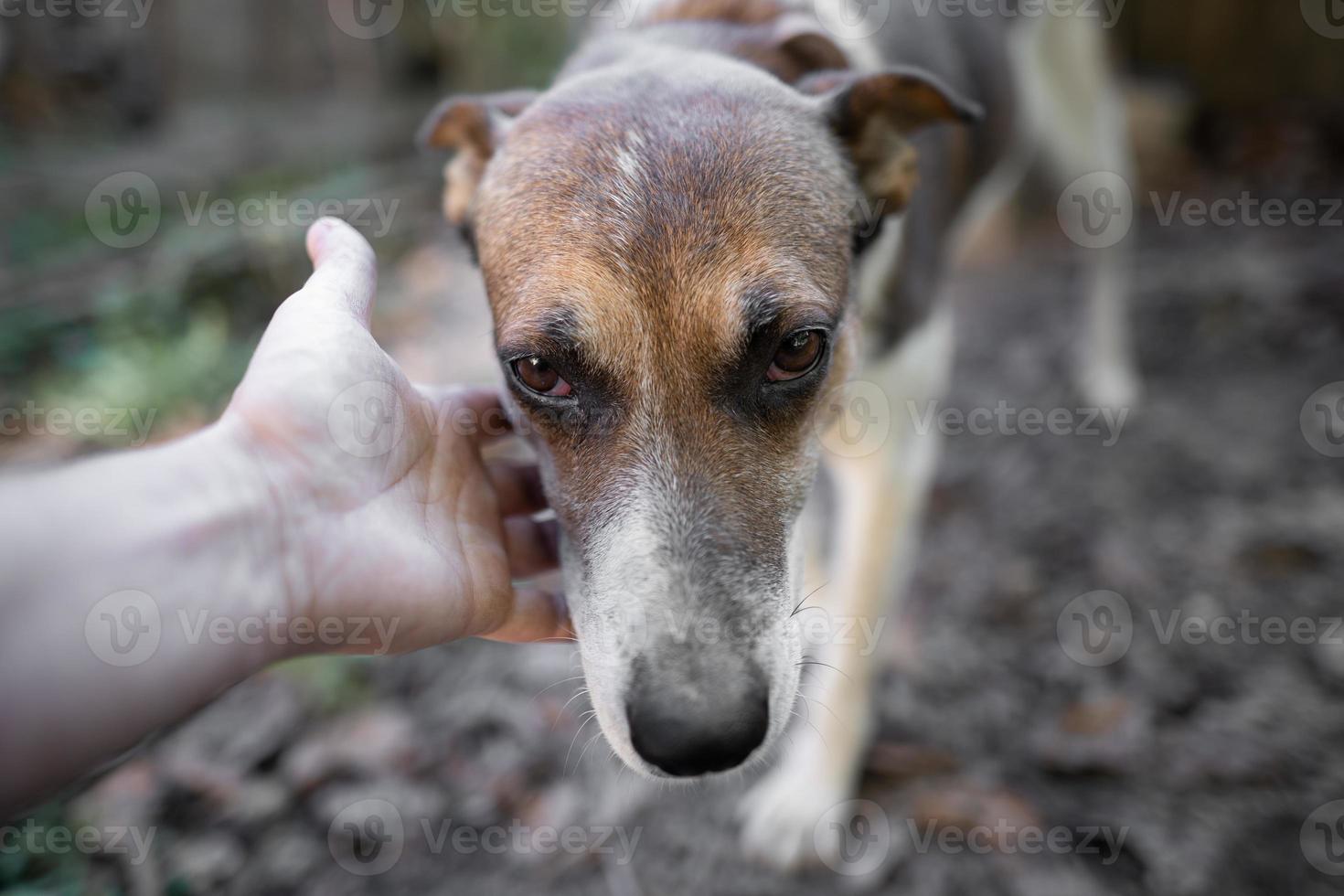 A lonely and sad guard dog on a chain near a dog house outdoors. photo