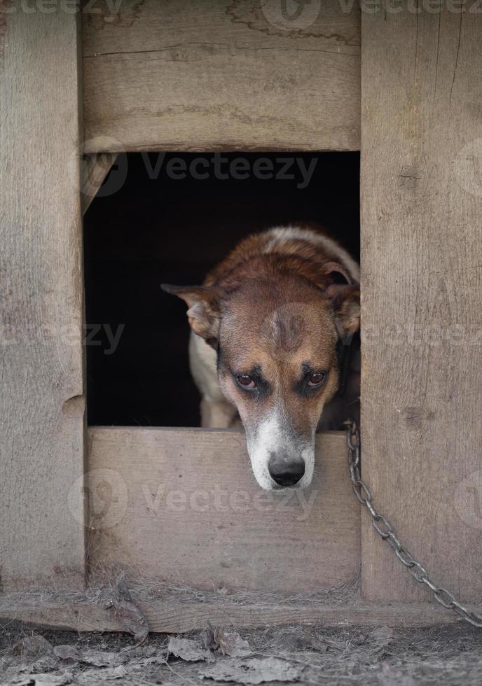 A lonely and sad guard dog on a chain near a dog house outdoors. photo