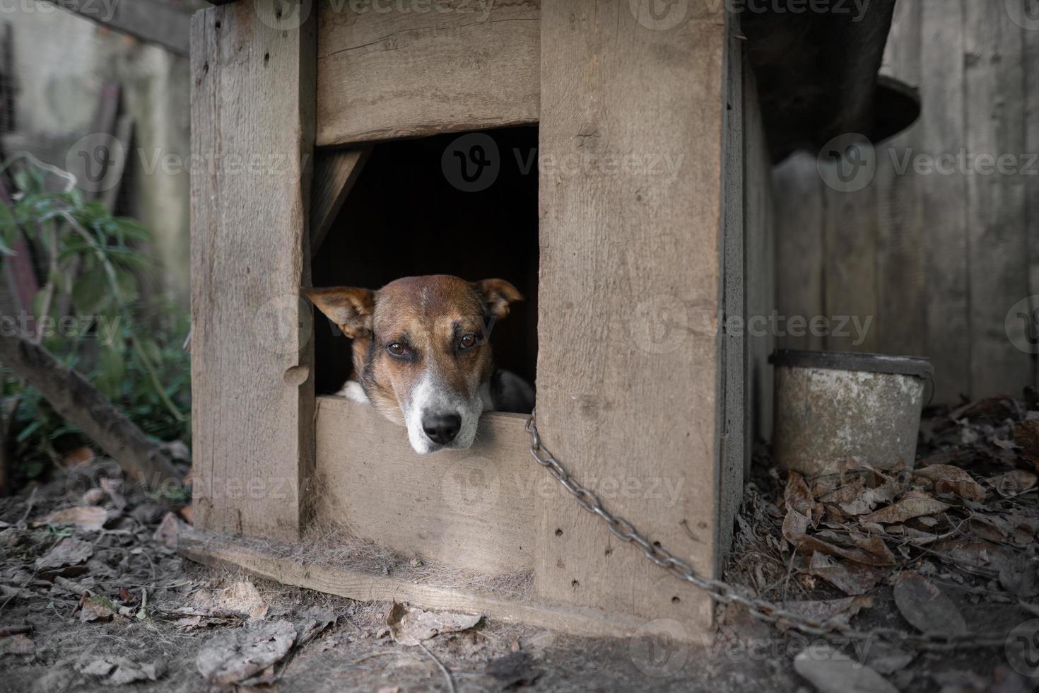 un solitario y triste Guardia perro en un cadena cerca un perro casa al aire libre. foto