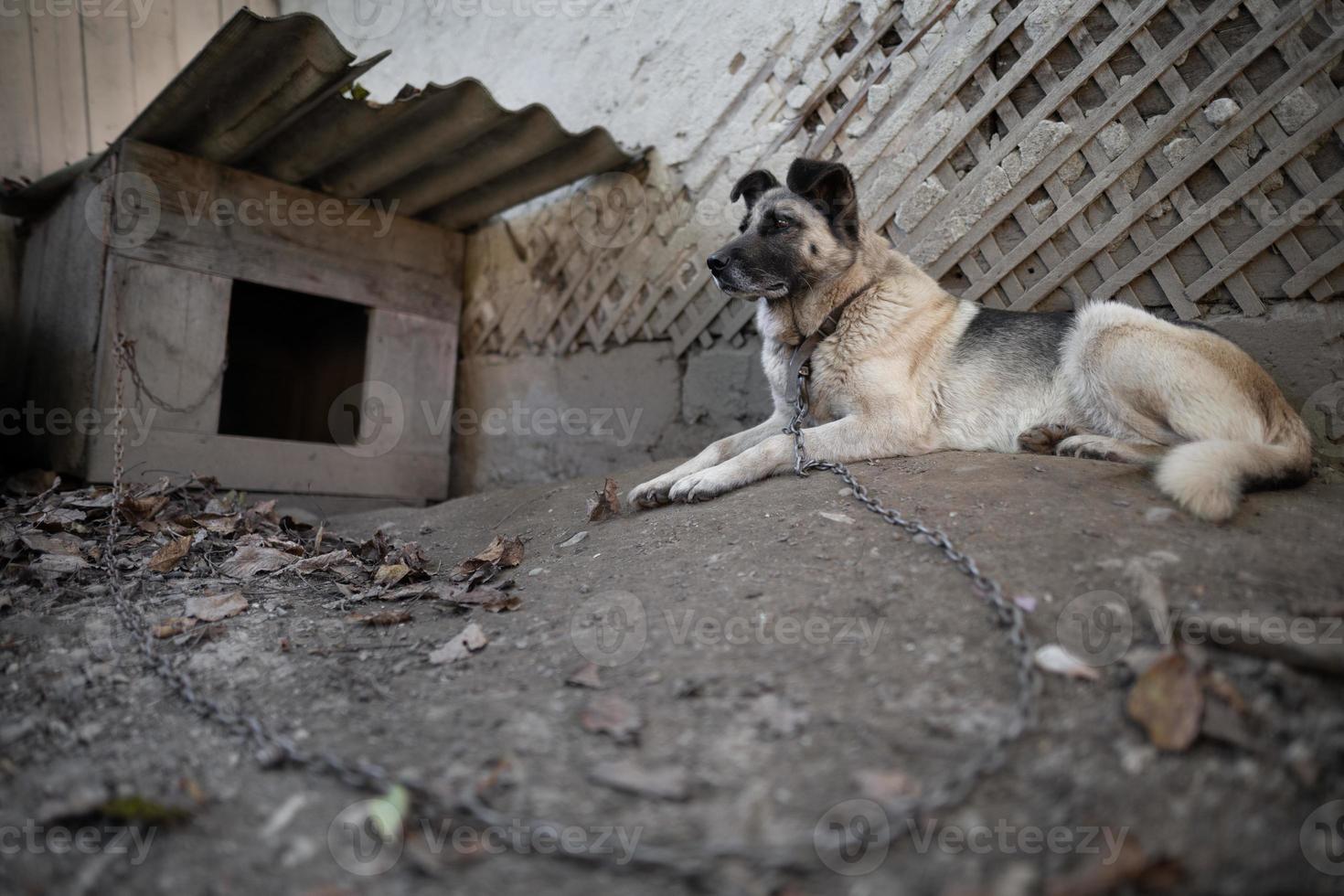 A lonely and sad guard dog on a chain near a dog house outdoors. photo